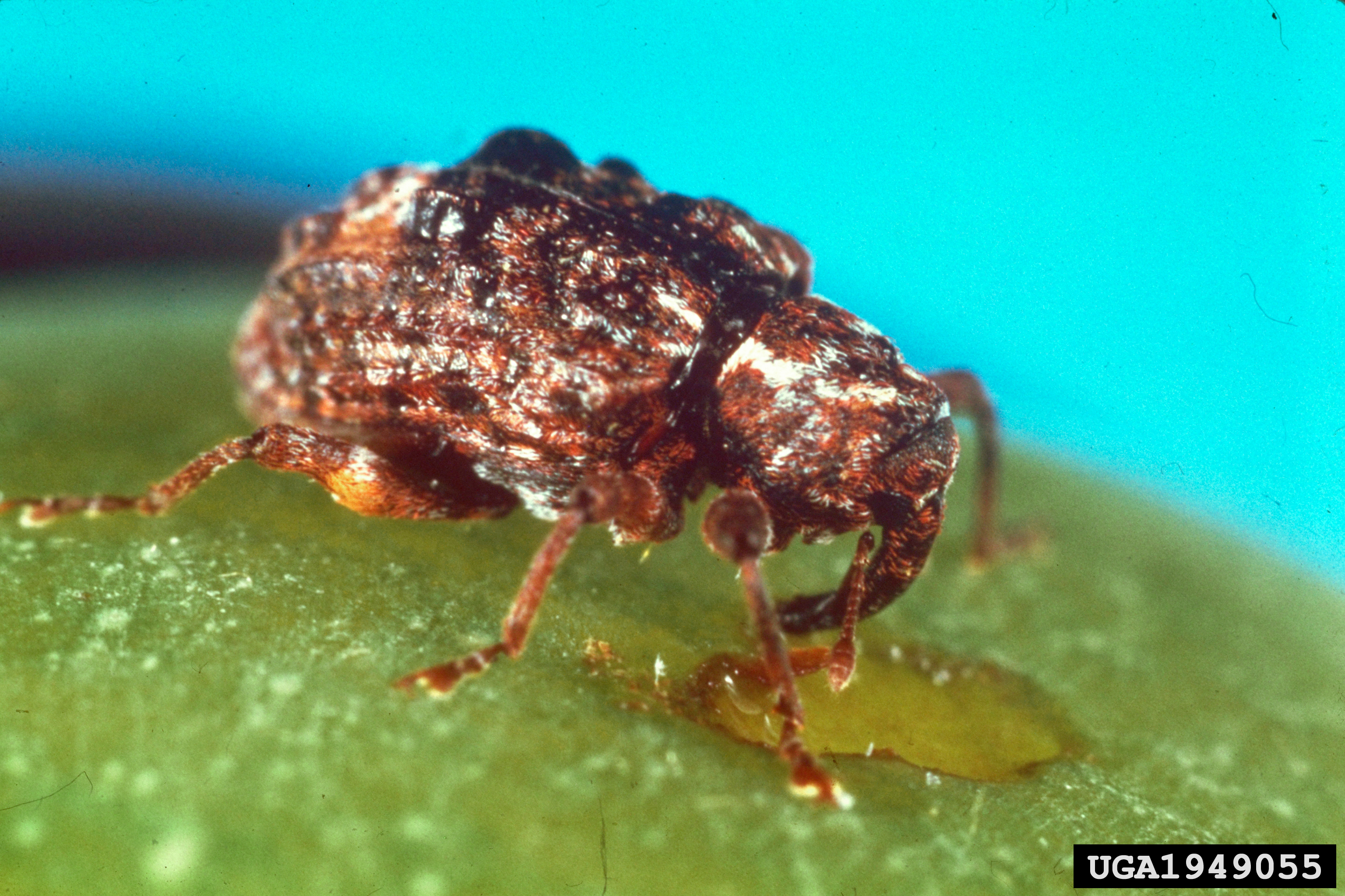 Reddish brown weevil with large snout on a bright green leaf