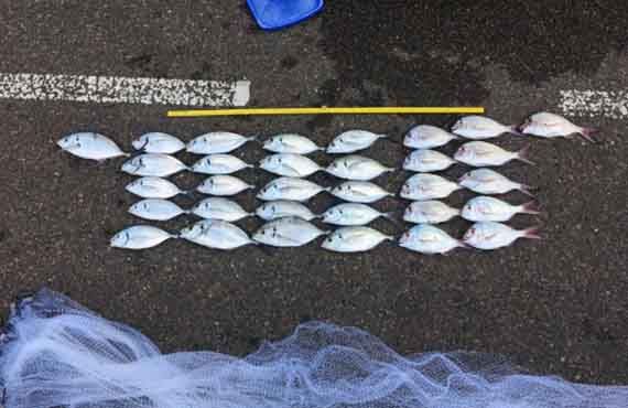 Cast net & various prohibited size fish seized at the Kyeemagh boat ramp in Sydney