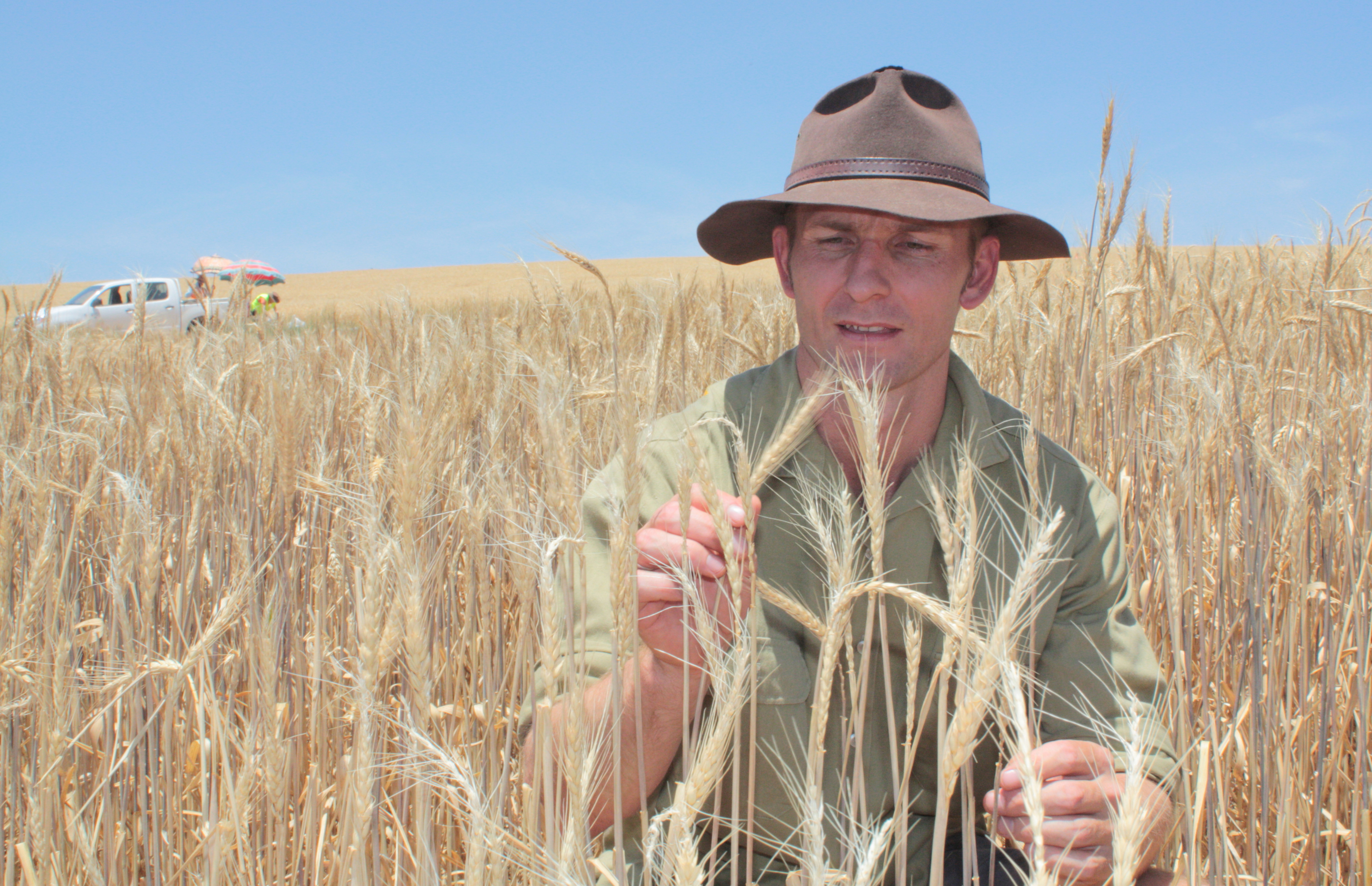 Richard Hayes inspecting perennial wheat