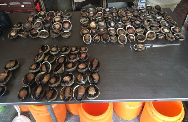 120 seized abalone (95 of which were of a prohibited size) 