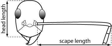 Figure 4. Illustration of yellow crazy ant head and antennae