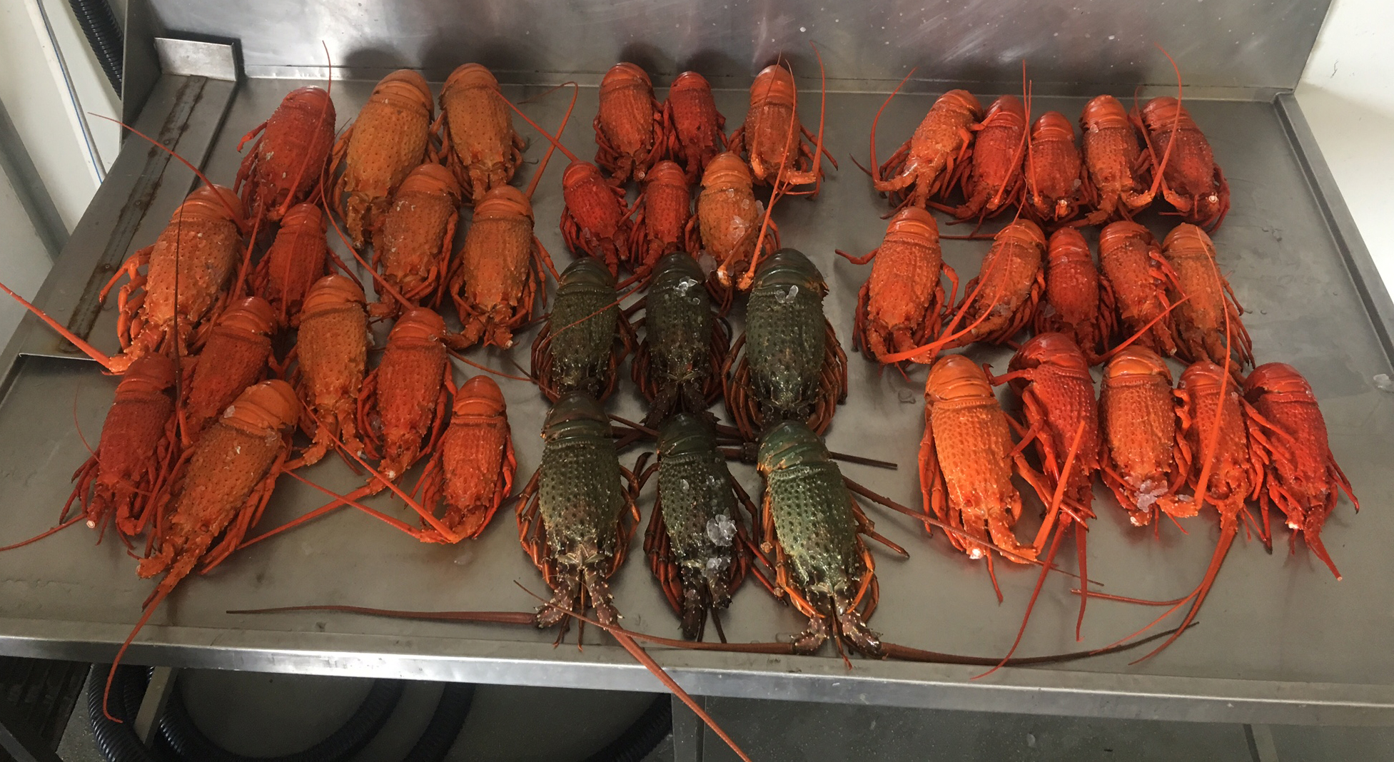 Eastern Rock Lobsters seized in Newcastle, NSW