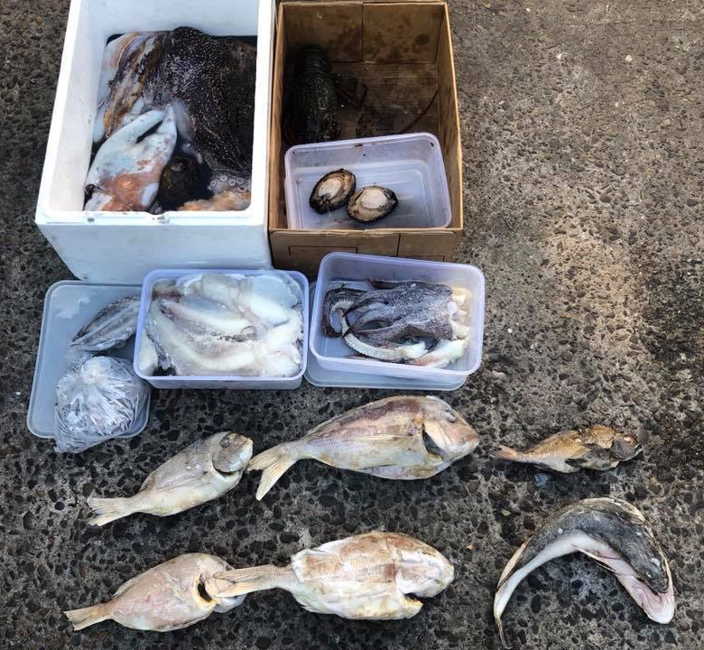 Seized cuttlefish, octopus, eastern rock lobsters and abalone from a shop in Batemans Bay, NSW Credit: NSW DPI