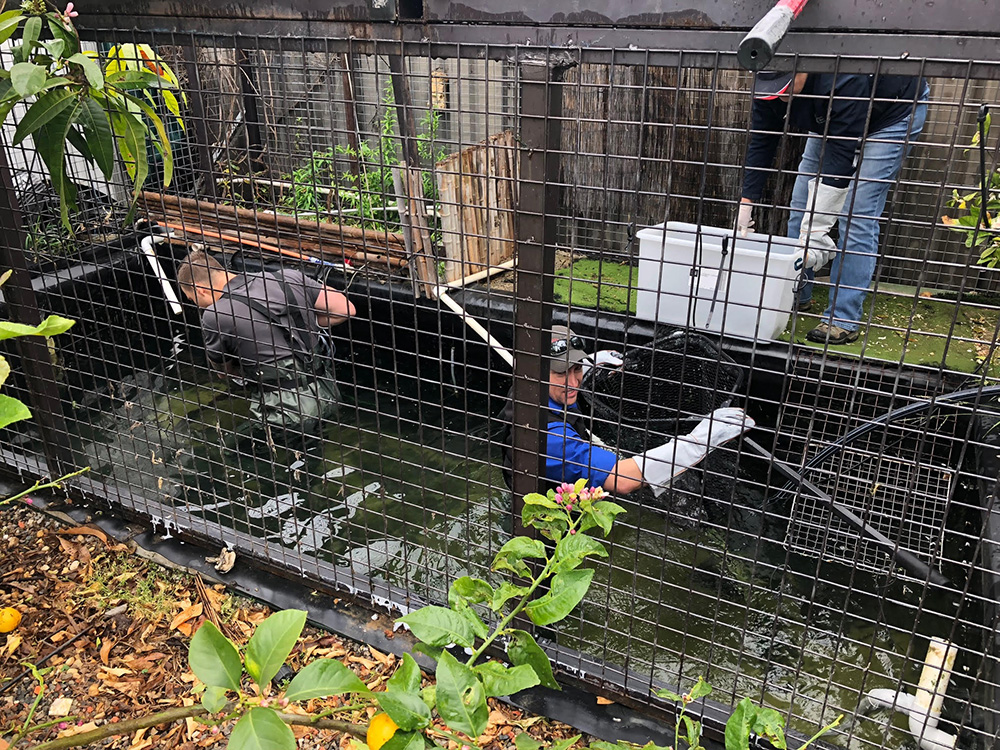 Two officers in waders enter an enclosed pond with retrieval gear