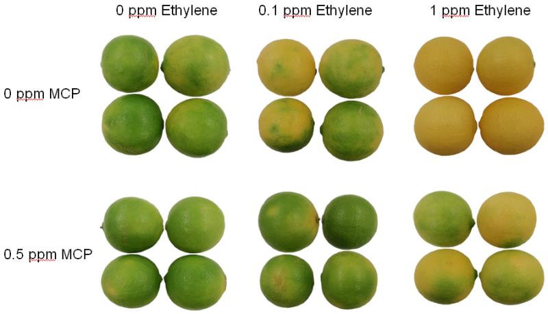 Figure 1. The effect of different ethylene levels and 1-MCP treatment on the peel colour of stored limes after 15 days at 20 oC. 