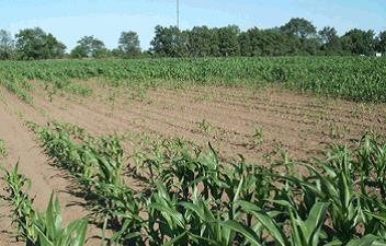 Maize crop with patches of pale green, severely stunted plants