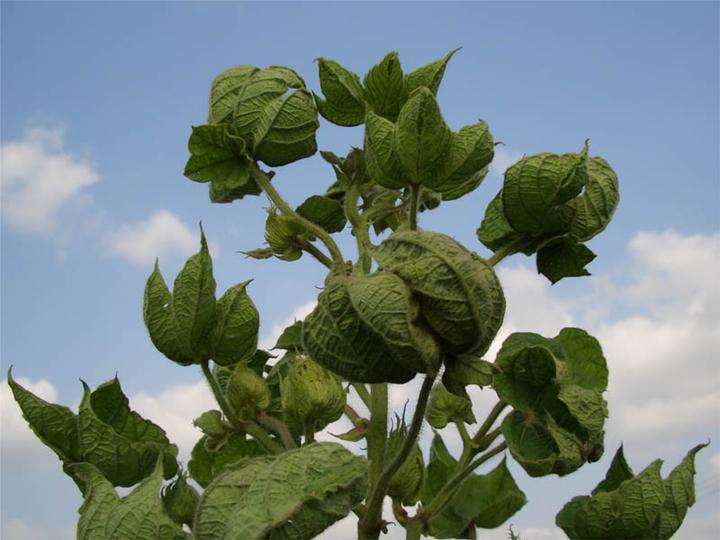 A cotton plant with whole leaves curled and cupping upwards