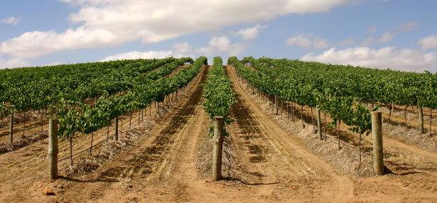 Vineyard