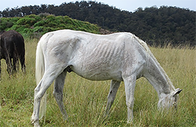 horse grazing in field