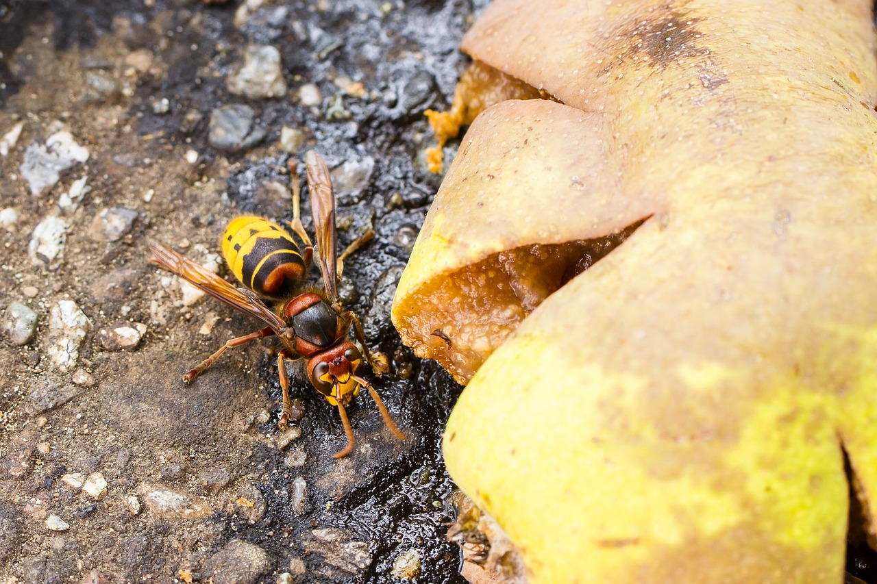 European hornet on the ground next to a squashed piece of fruit with juice leaking on to the ground