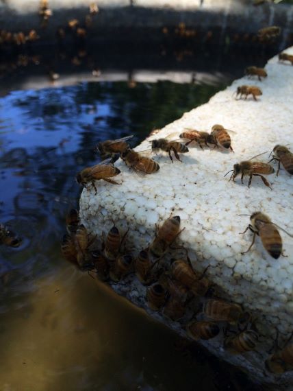 Piece if polystyrene floating in water, with bees on it