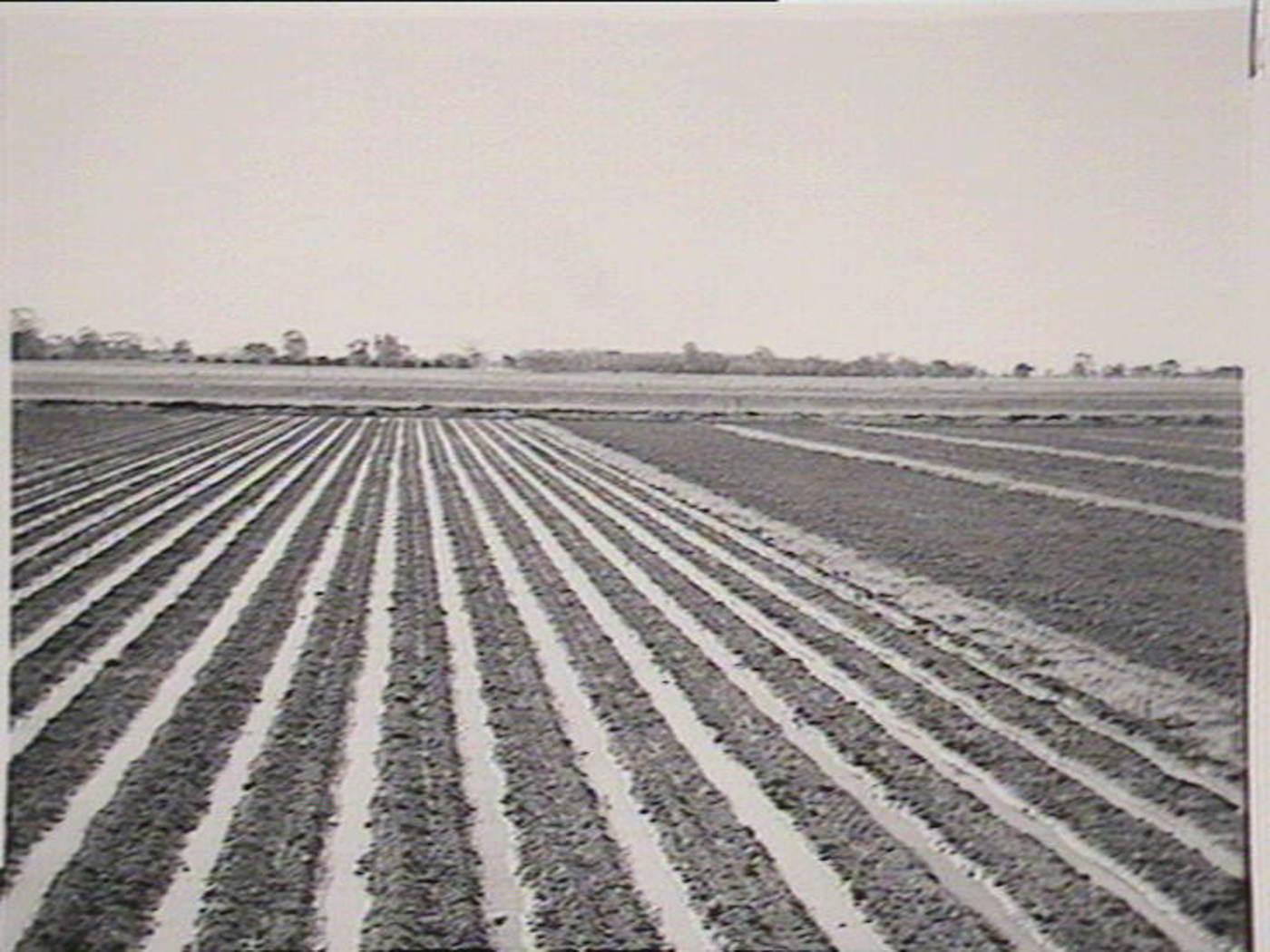 Yanco Experimental Farm 1950-52, 1914.