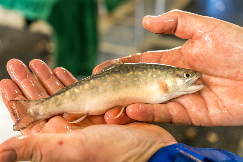 Research work at Gaden Trout Hatchery.