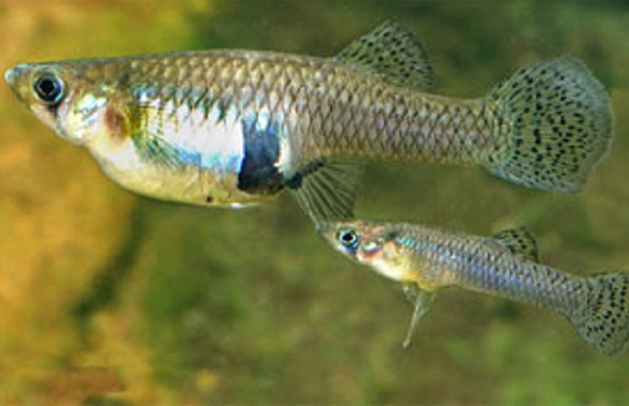 Female (large) and male (small) gambusia. Photo: Gunther Schmida