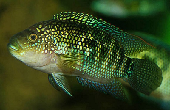 Jack Dempsey cichlid, Fishbase