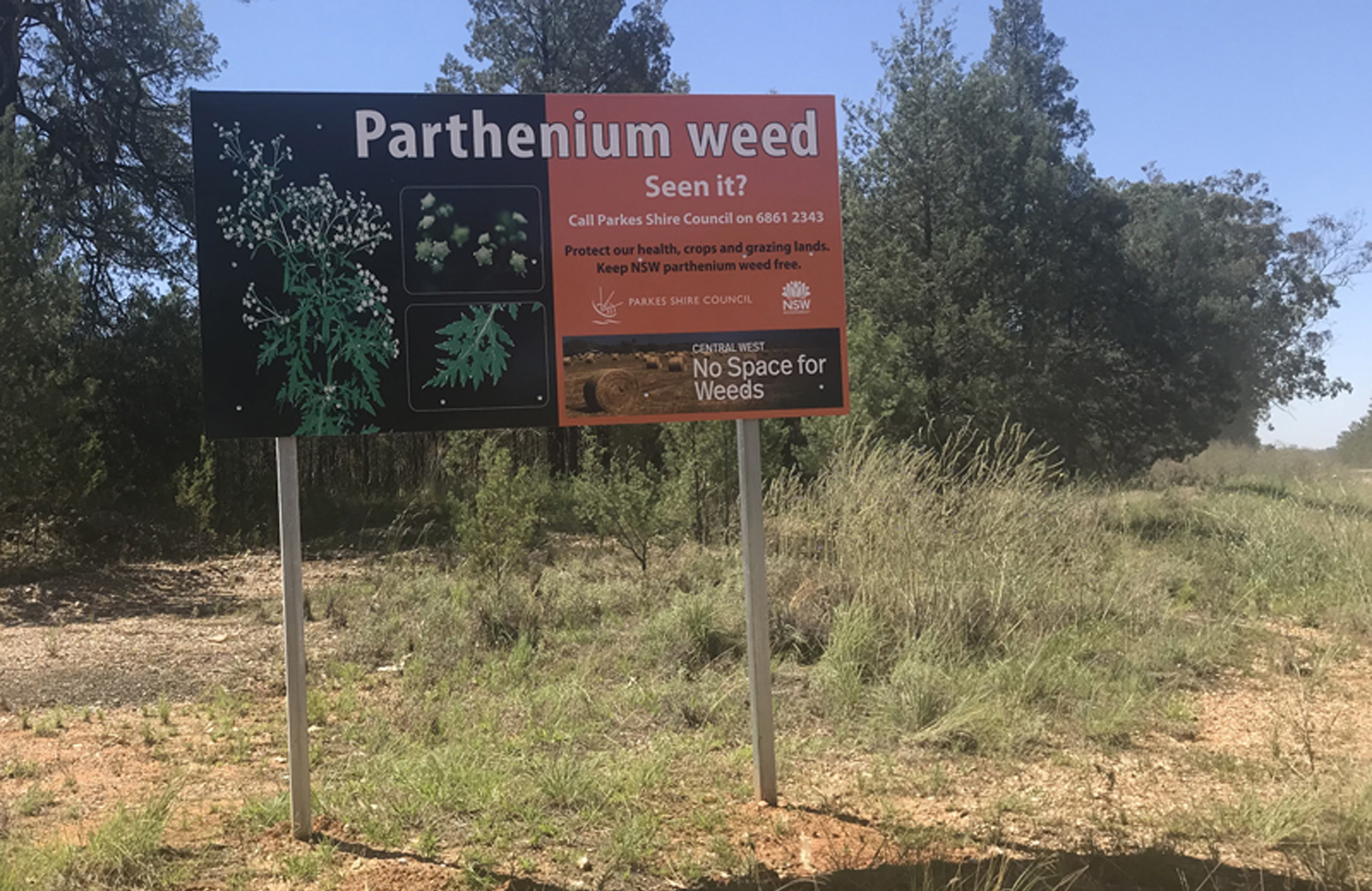 Parthenium weed sign in Parkes NSW