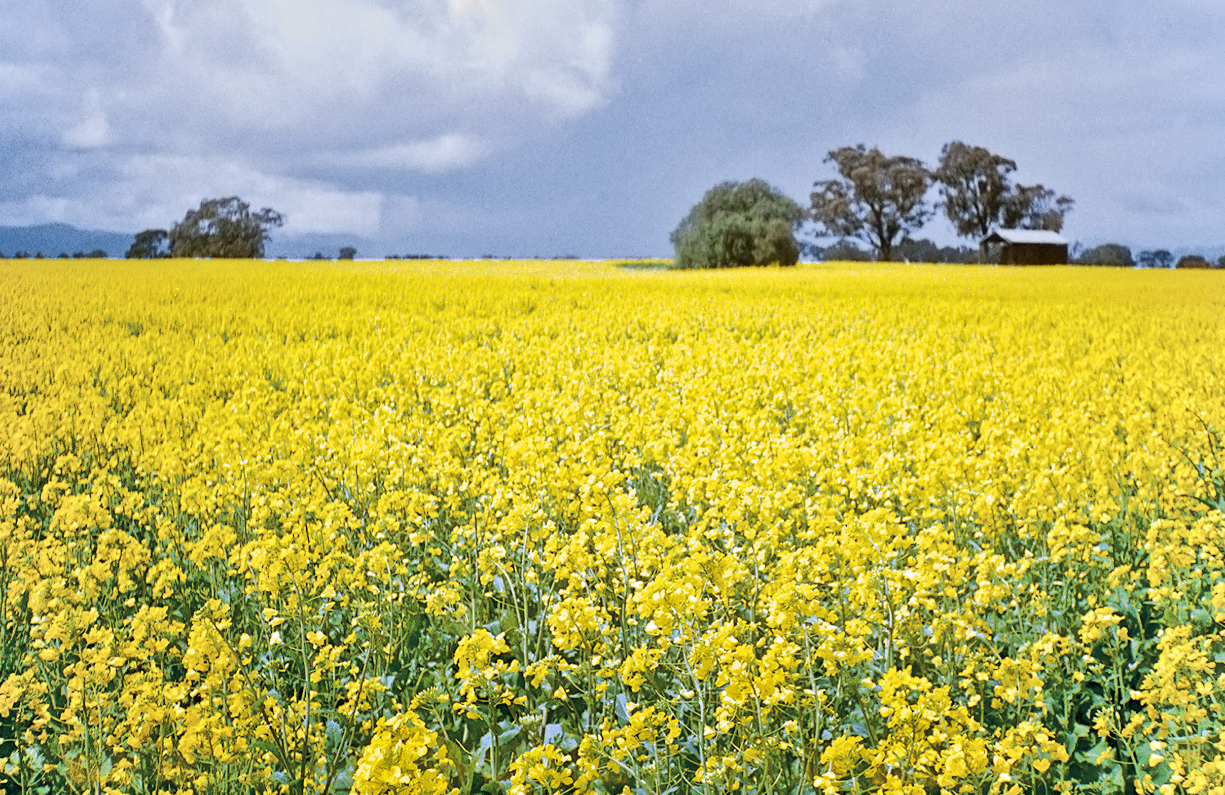 canola field