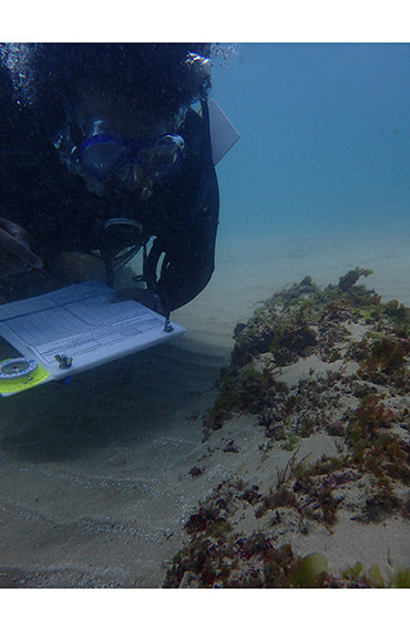 A diver surveying Marine Brown Alga (Photo: B. Kelaher)