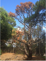 1 Dieback of radiata pine infested with pine nematodes