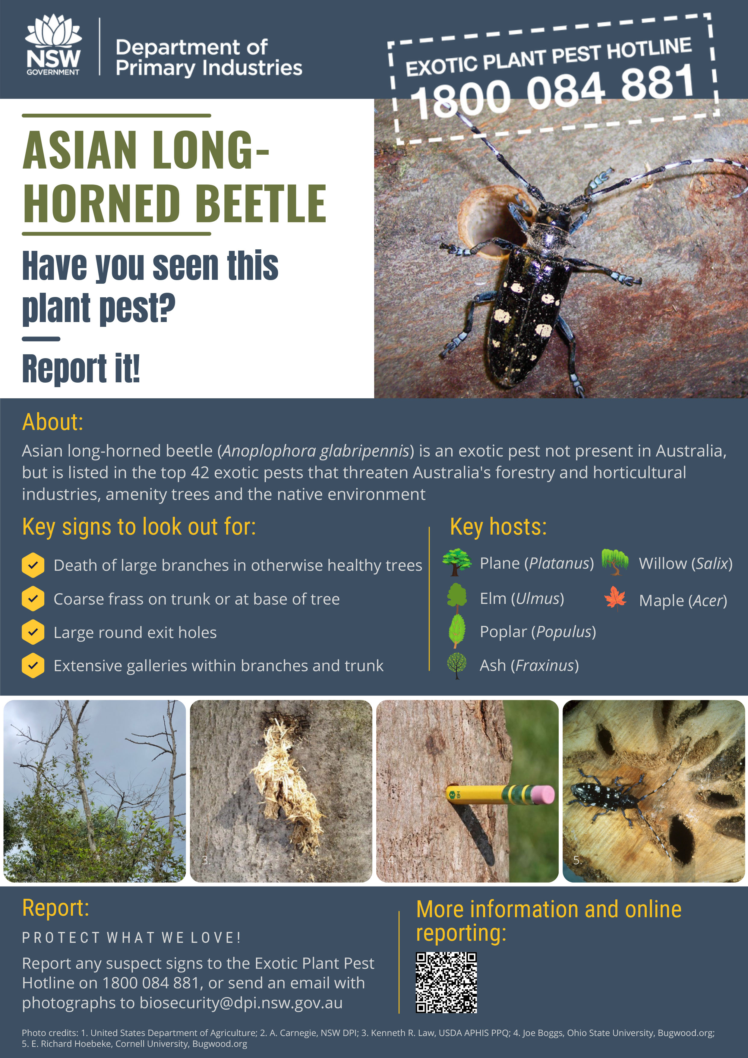 Asian long-horned beetle Factsheet