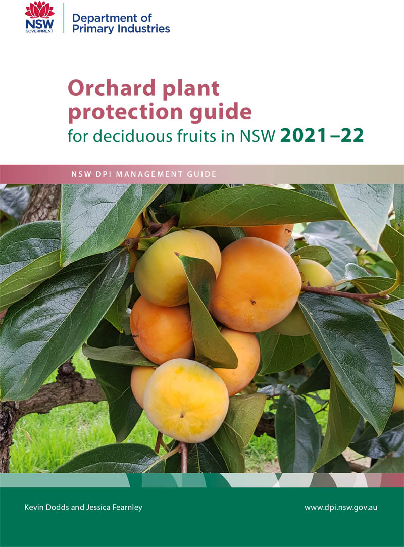 Orchard plant protection guide cover, Persimmons on a tree