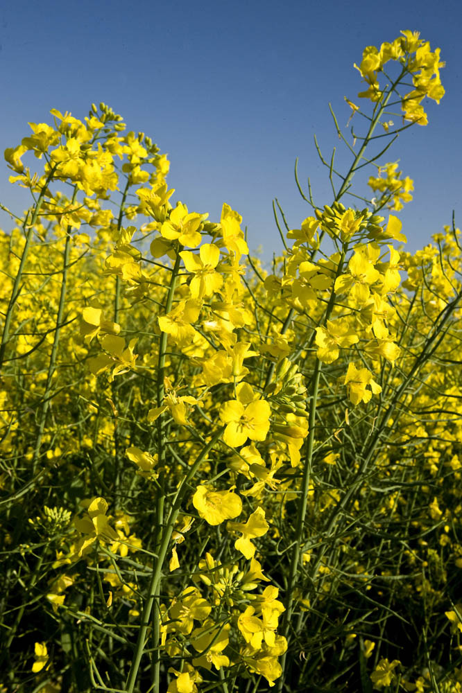 Canola flowers