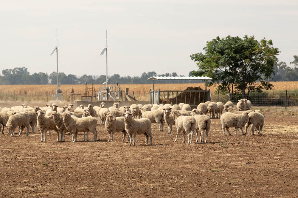 Sheep in a dry field