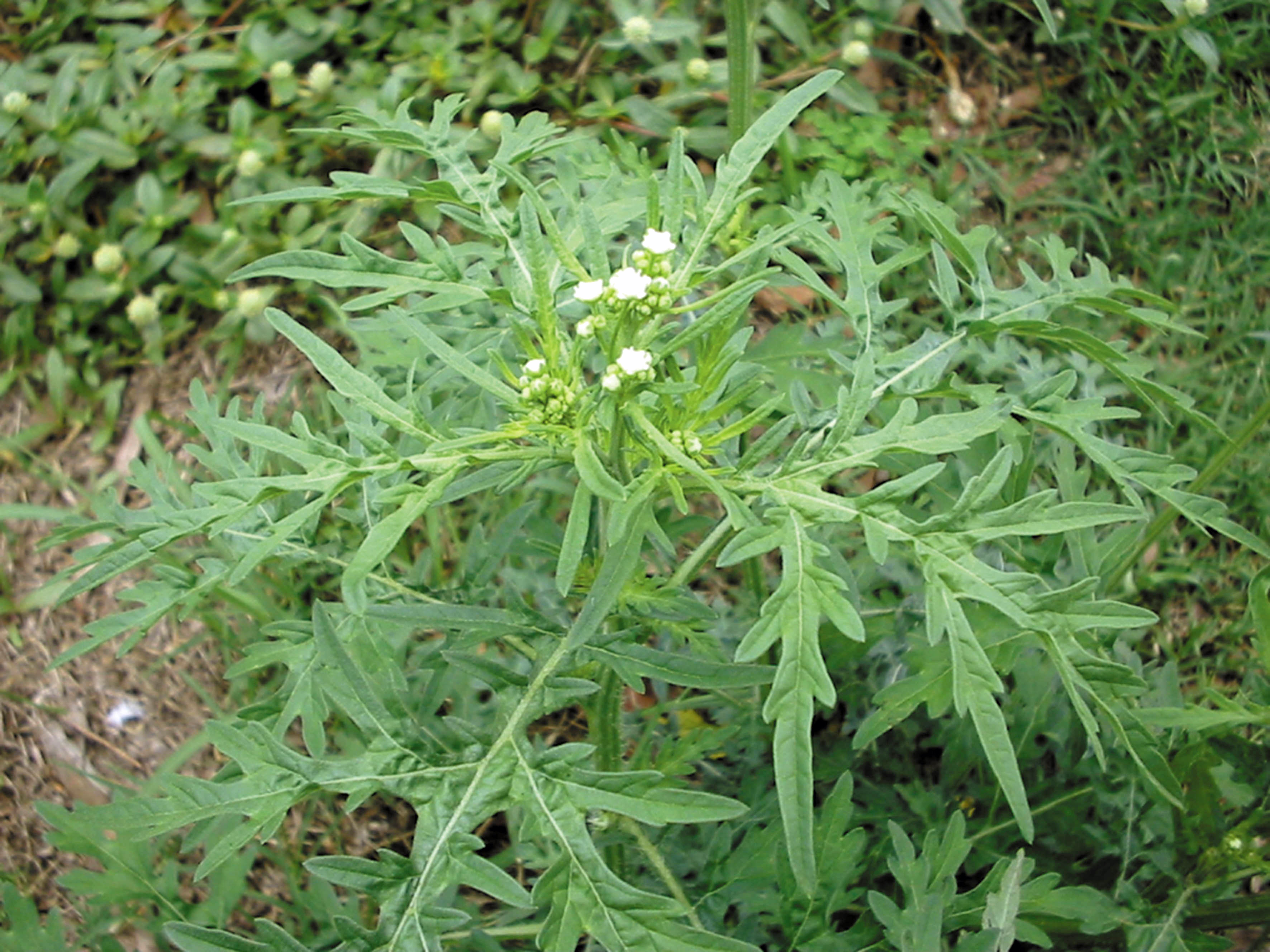 Parthenium weed small plant flowering