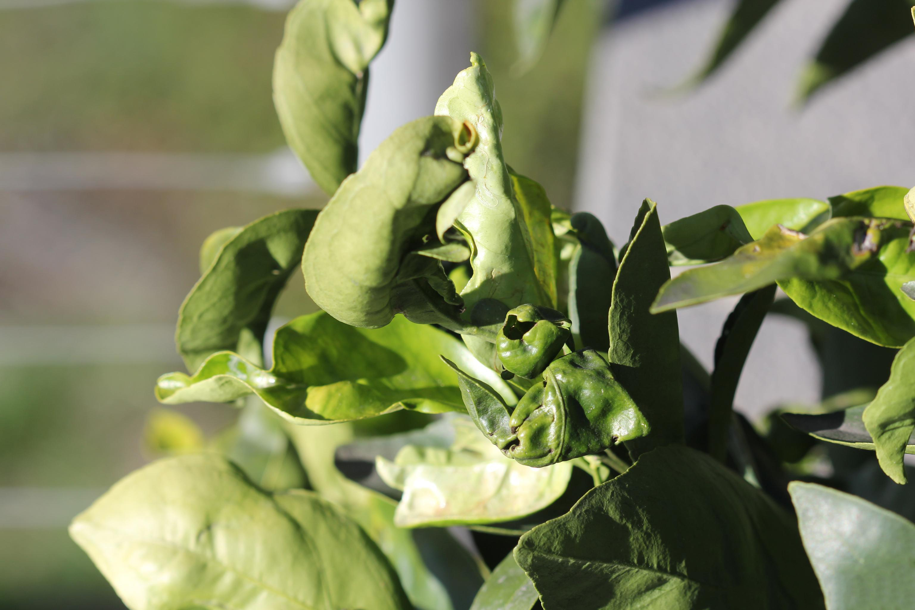 Figure 1. Severe citrus leaf miner (Phyllocnistis citrella) damage to heavily infested leaves. Photo: Whitney Cranshaw, Colorado State University, Bugwood.org. 