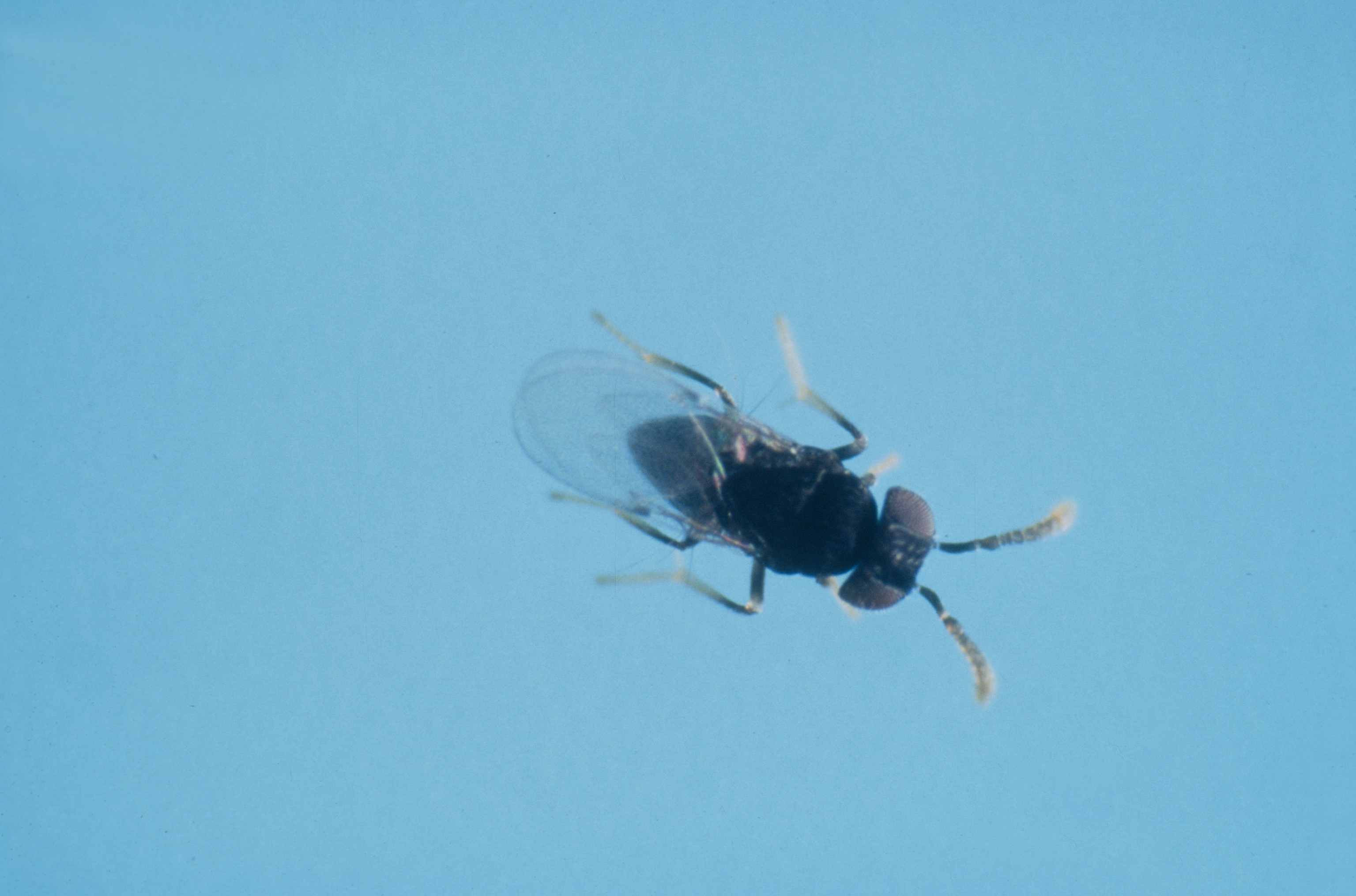 Figure 10. Ageniaspis citricola adult. Photo: JW Lotz, Florida Department of Agriculture and Consumer Services, Bugwood.org.