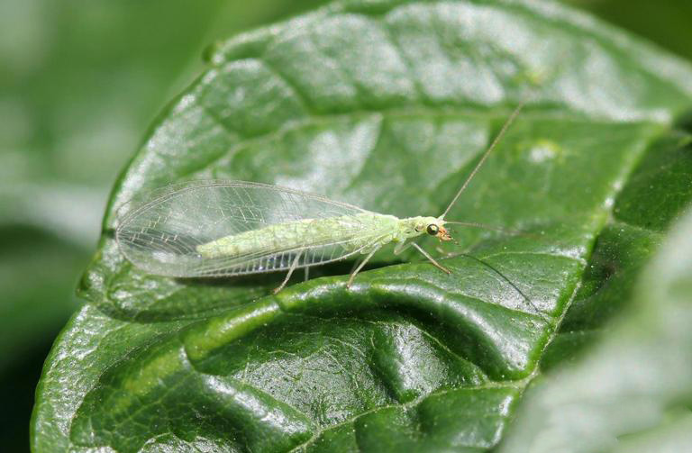 Figure 5. Green lacewing. Photo: With Cranshaw, Colorado State University, Bugwood.org.