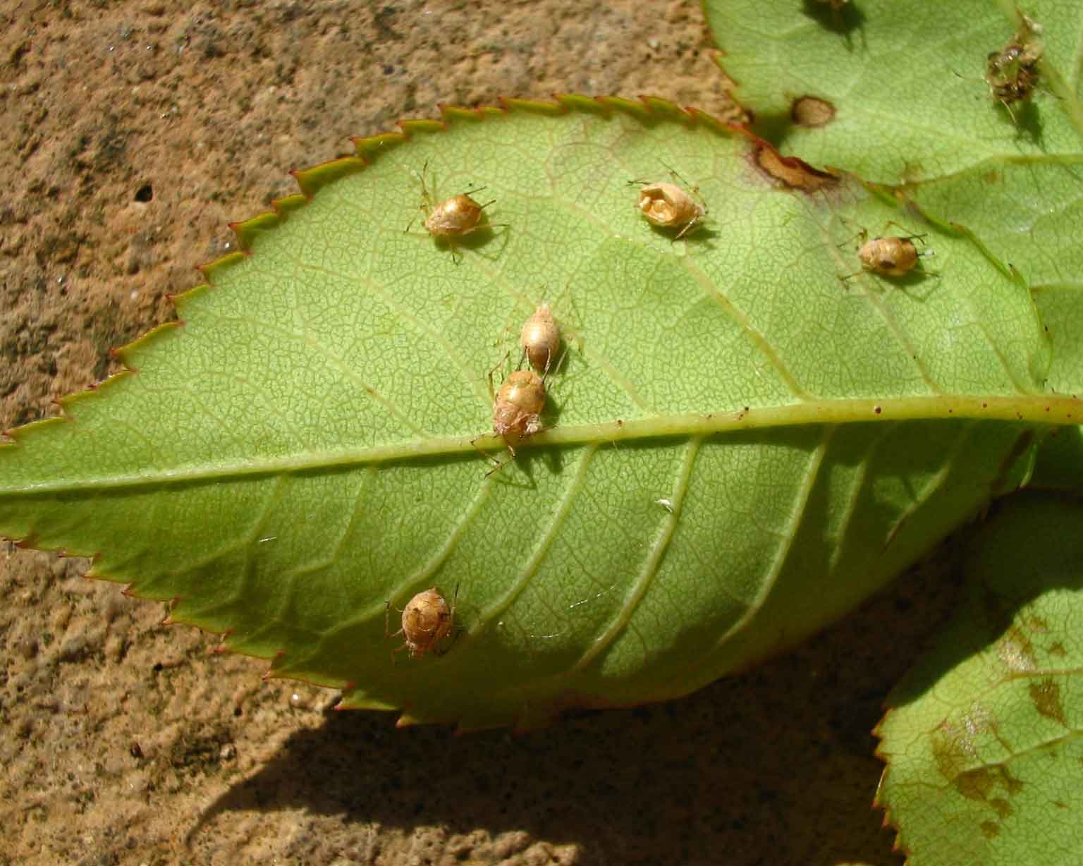 Figure 9. Mummies left after Aphidius colemani young hatch inside the aphid and eat their way out. Photo: Nick Dimmock, University of Northampton, Bugwood.org.
