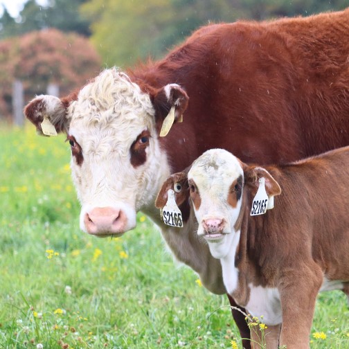 Hereford heifer and calf