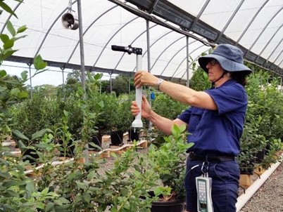 Researcher, Leanne Davis, dressed in hat and blue shirt and jeans, checks a monitoring device next to rows of potted blueberry plants, underneath a curved white canopy.
