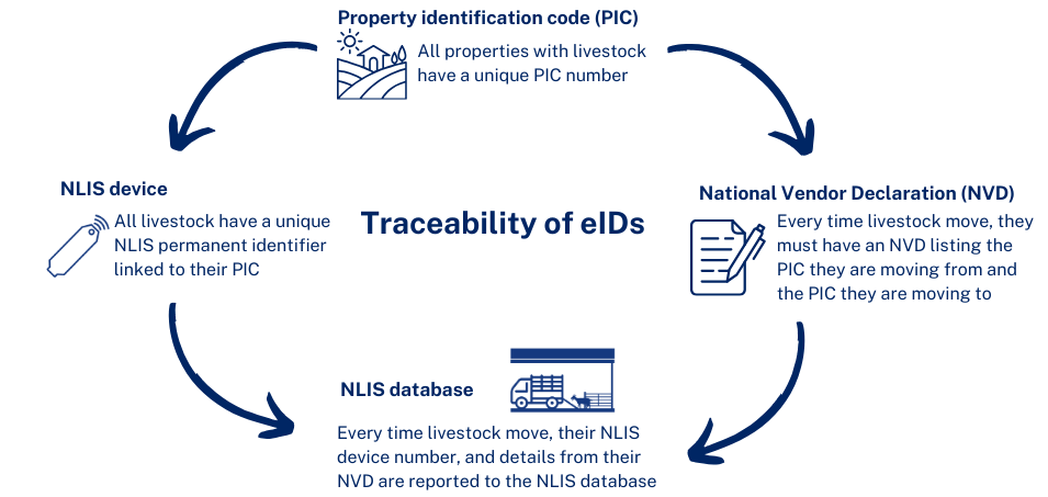 Flowchart showing that traceability is made up of the links between Property Identification Codes (PIC), National Livestock Identification System (NLIS) devices, National Vendor Declarations (NVDs) and the NLIS database.