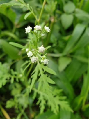 Parthenium weed plant_flowers (Supplied by NSW DPI)