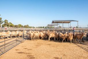 Griffith Saleyards