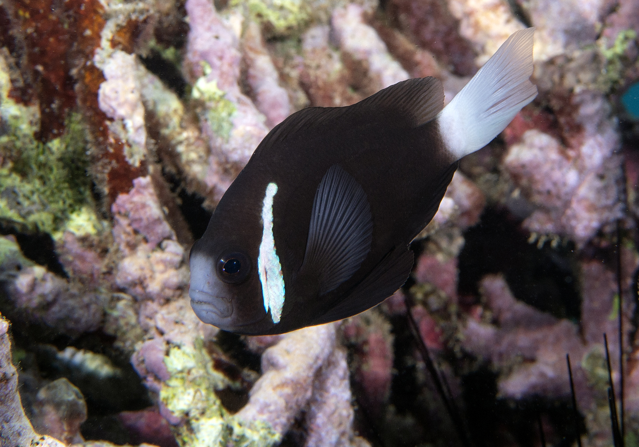 Adult McCullochs anemonefish
