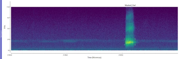 Masked Owl / Tyto Owl spectrogram image