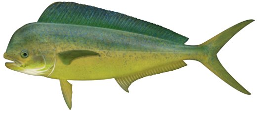 Dolphinfish (Mahi mahi)