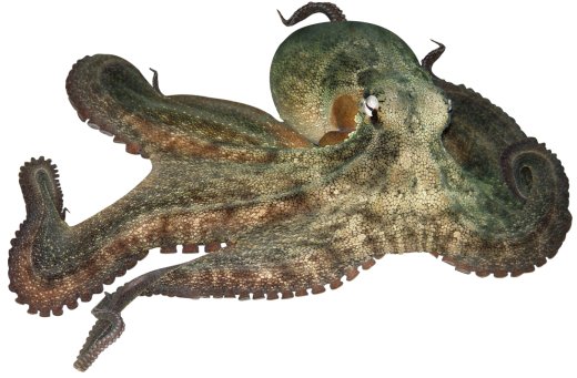 Octopus