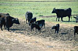 Angus cows and calves