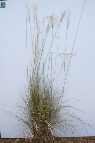 A. bigeniculata plant: D Eddy