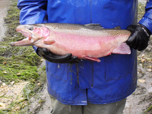 Rainbow Trout from display pond
