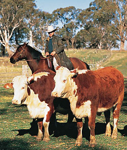 Two hereford cattle with a drover following