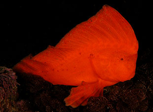 Red Indianfish