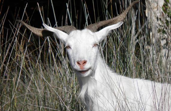 Feral goat