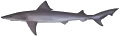 School Shark