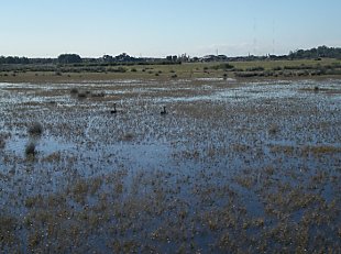 Hexham swamp, an example of a saltmarsh