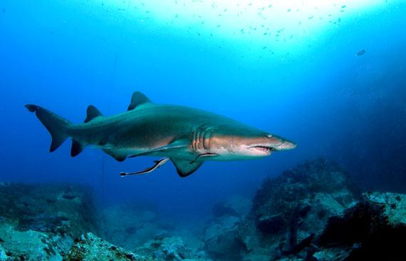 Greynurse Shark